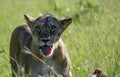 Lioness, Panthera leo , looking at camera, standing in green grass Royalty Free Stock Photo