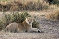 Lioness Panthera leo lying in the grass