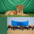 A lioness (Panthera leo) lying on green grass with a green fabric Royalty Free Stock Photo