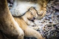 Liones mother Panthera leo carries her baby in the mouth