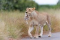 Lioness Panthera leo mother walking while carrying her newborn cub in her mouth Royalty Free Stock Photo