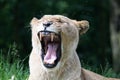 Lioness Panthera Leo