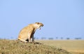 Lioness (panthera leo) in savannah