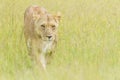Lioness (Panthera leo) walking on savanna in high grass Royalty Free Stock Photo