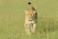 Lioness (Panthera leo) walking on savanna in high grass Royalty Free Stock Photo