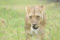 Lioness (Panthera leo) walking on savanna in high grass Royalty Free Stock Photo