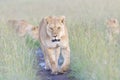 Lioness (Panthera leo) walking on savanna, looking at camera Royalty Free Stock Photo