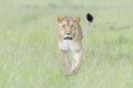 Lioness (Panthera leo) walking on savanna, looking at camera Royalty Free Stock Photo