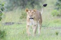 Lioness (Panthera leo) walking on savanna, looking at camera Royalty Free Stock Photo