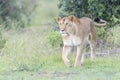 Lioness (Panthera leo) walking on savanna, looking at camera Royalty Free Stock Photo