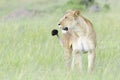 Lioness (Panthera leo) walking on savanna, looking at camera Royalty Free Stock Photo