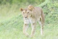 Lioness (Panthera leo) walking on savanna, looking at camera Royalty Free Stock Photo