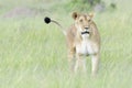 Lioness (Panthera leo) walking on savanna, looking at camera Royalty Free Stock Photo