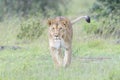 Lioness (Panthera leo) walking on savanna, looking at camera Royalty Free Stock Photo