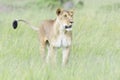 Lioness (Panthera leo) walking on savanna, looking at camera Royalty Free Stock Photo