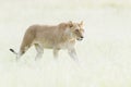 Lioness Panthera leo walking in savannah Royalty Free Stock Photo