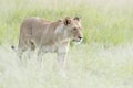 Lioness looking for prey on savannah Royalty Free Stock Photo