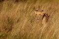 Lioness Panthera leo young female is covered with tall savannah grass Royalty Free Stock Photo