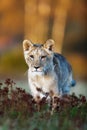 Lioness Panthera leo young female portrait