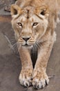 Lioness part stretching her paws in front of you