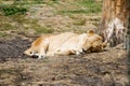 Lioness peacefully sleeping under a tree. Royalty Free Stock Photo