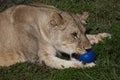 Lioness playing with blue ball Royalty Free Stock Photo