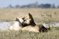 Lioness playing with her cub.