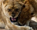 A lioness playing with her cub. Royalty Free Stock Photo