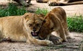 A lioness playing with her cub.