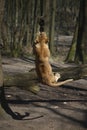 Lioness playing with rope