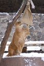 Lioness playing with a sack in the municipal zoo aviary