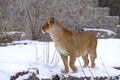 Lioness playing on snow in the outdoor municipal zoo aviary. Kyiv, Ukraine