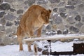Lioness playing on snow in the outdoor municipal zoo aviary. Kyiv, Ukraine