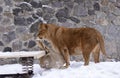 Lioness playing on snow in the outdoor municipal zoo aviary. Kyiv, Ukraine