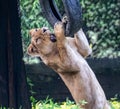 A Lioness playing with a tyre