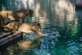 Lioness plays with a ball Royalty Free Stock Photo