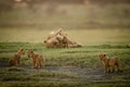 Lioness plays with cub near three others