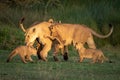 Lioness plays with five cubs on grass