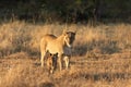 Lioness interacting with her cub. Royalty Free Stock Photo