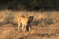 Lioness interacting with her cub.