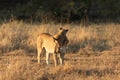 Lioness interacting with her cub. Royalty Free Stock Photo