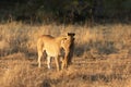 Lioness interacting with her cub.