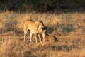 Lioness interacting with her cub. Royalty Free Stock Photo