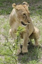 Lioness poops