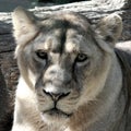 Lioness portrait Royalty Free Stock Photo