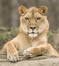 Lioness portrait Royalty Free Stock Photo