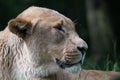 Lioness Portrait