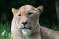 Lioness Portrait