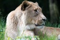 Lioness Portrait