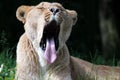 Lioness Portrait